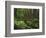 Rainforest, Mossy Rocks, Mt Rainier National Park, Washington, USA-Stuart Westmorland-Framed Photographic Print