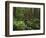 Rainforest, Mossy Rocks, Mt Rainier National Park, Washington, USA-Stuart Westmorland-Framed Photographic Print