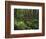 Rainforest, Mossy Rocks, Mt Rainier National Park, Washington, USA-Stuart Westmorland-Framed Photographic Print