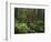 Rainforest, Mossy Rocks, Mt Rainier National Park, Washington, USA-Stuart Westmorland-Framed Photographic Print