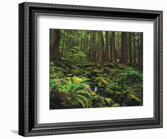 Rainforest, Mossy Rocks, Mt Rainier National Park, Washington, USA-Stuart Westmorland-Framed Photographic Print