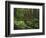 Rainforest, Mossy Rocks, Mt Rainier National Park, Washington, USA-Stuart Westmorland-Framed Photographic Print