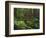 Rainforest, Mossy Rocks, Mt Rainier National Park, Washington, USA-Stuart Westmorland-Framed Photographic Print