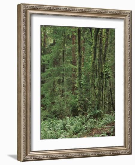 Rainforest, Olympic Peninsula, Olympic National Park, Washington State, USA-Walter Bibikow-Framed Photographic Print