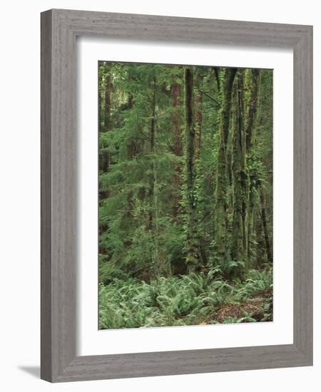 Rainforest, Olympic Peninsula, Olympic National Park, Washington State, USA-Walter Bibikow-Framed Photographic Print