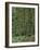 Rainforest, Olympic Peninsula, Olympic National Park, Washington State, USA-Walter Bibikow-Framed Photographic Print