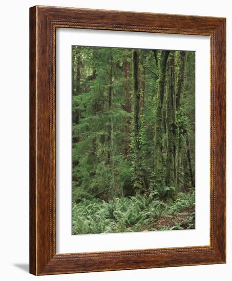 Rainforest, Olympic Peninsula, Olympic National Park, Washington State, USA-Walter Bibikow-Framed Photographic Print