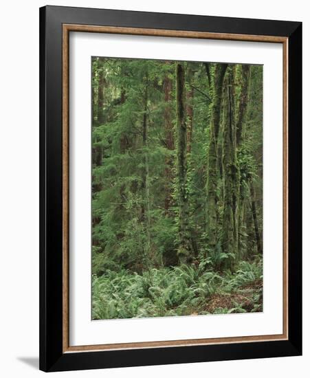 Rainforest, Olympic Peninsula, Olympic National Park, Washington State, USA-Walter Bibikow-Framed Photographic Print