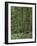 Rainforest, Olympic Peninsula, Olympic National Park, Washington State, USA-Walter Bibikow-Framed Photographic Print