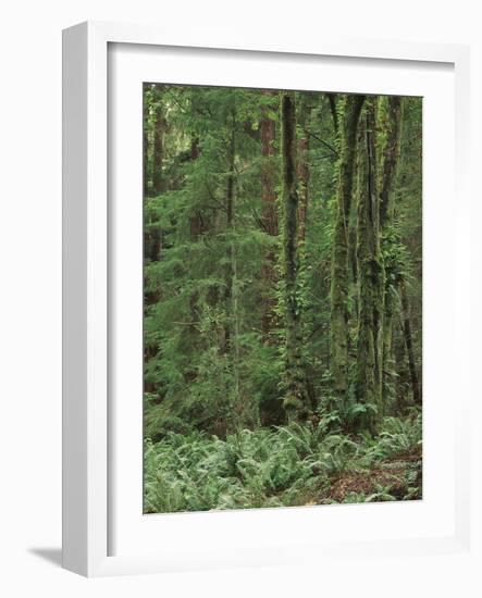 Rainforest, Olympic Peninsula, Olympic National Park, Washington State, USA-Walter Bibikow-Framed Photographic Print