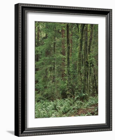 Rainforest, Olympic Peninsula, Olympic National Park, Washington State, USA-Walter Bibikow-Framed Photographic Print