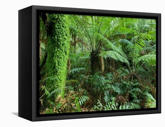 Rainforest, Otway National Park, Victoria, Australia-Thorsten Milse-Framed Premier Image Canvas