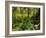 Rainforest, Pacific Rim National Park, Vancouver Island, British Columbia, Canada, North America-Jochen Schlenker-Framed Photographic Print