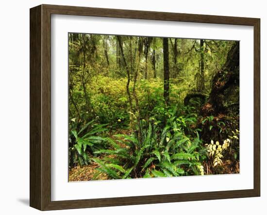 Rainforest, Pacific Rim National Park, Vancouver Island, British Columbia, Canada, North America-Jochen Schlenker-Framed Photographic Print