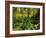 Rainforest, Pacific Rim National Park, Vancouver Island, British Columbia, Canada, North America-Jochen Schlenker-Framed Photographic Print