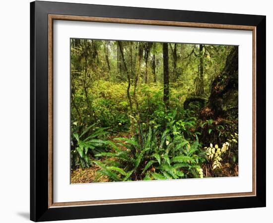 Rainforest, Pacific Rim National Park, Vancouver Island, British Columbia, Canada, North America-Jochen Schlenker-Framed Photographic Print