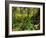 Rainforest, Pacific Rim National Park, Vancouver Island, British Columbia, Canada, North America-Jochen Schlenker-Framed Photographic Print