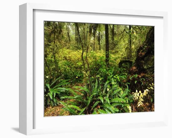 Rainforest, Pacific Rim National Park, Vancouver Island, British Columbia, Canada, North America-Jochen Schlenker-Framed Photographic Print