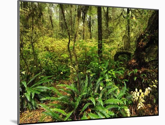 Rainforest, Pacific Rim National Park, Vancouver Island, British Columbia, Canada, North America-Jochen Schlenker-Mounted Photographic Print
