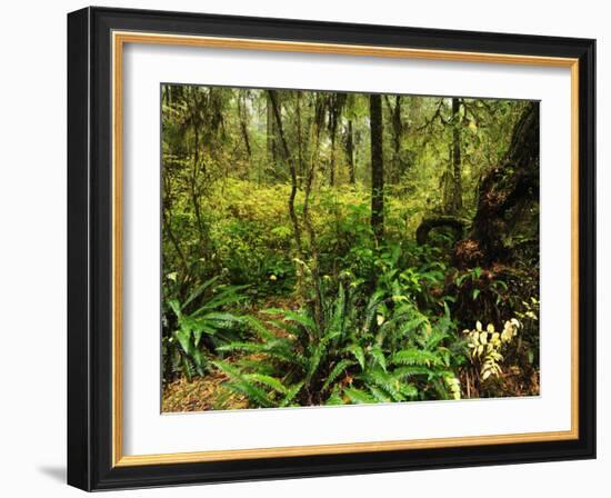 Rainforest, Pacific Rim National Park, Vancouver Island, British Columbia, Canada, North America-Jochen Schlenker-Framed Photographic Print