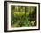 Rainforest, Pacific Rim National Park, Vancouver Island, British Columbia, Canada, North America-Jochen Schlenker-Framed Photographic Print