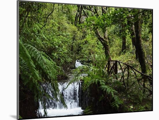 Rainforest, Queimadas, Madeira, Portugal, Atlantic Ocean, Europe-Jochen Schlenker-Mounted Photographic Print