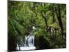 Rainforest, Queimadas, Madeira, Portugal, Atlantic Ocean, Europe-Jochen Schlenker-Mounted Photographic Print