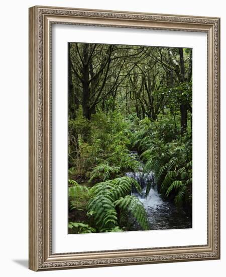 Rainforest, Queimadas, Madeira, Portugal, Atlantic Ocean, Europe-Jochen Schlenker-Framed Photographic Print