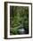 Rainforest, Queimadas, Madeira, Portugal, Atlantic Ocean, Europe-Jochen Schlenker-Framed Photographic Print