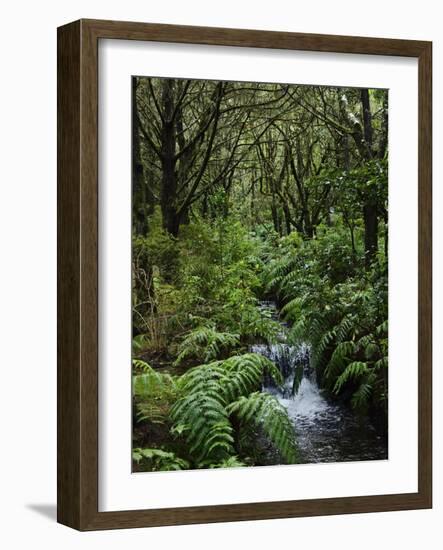 Rainforest, Queimadas, Madeira, Portugal, Atlantic Ocean, Europe-Jochen Schlenker-Framed Photographic Print