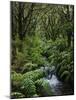 Rainforest, Queimadas, Madeira, Portugal, Atlantic Ocean, Europe-Jochen Schlenker-Mounted Photographic Print