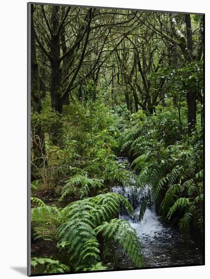 Rainforest, Queimadas, Madeira, Portugal, Atlantic Ocean, Europe-Jochen Schlenker-Mounted Photographic Print