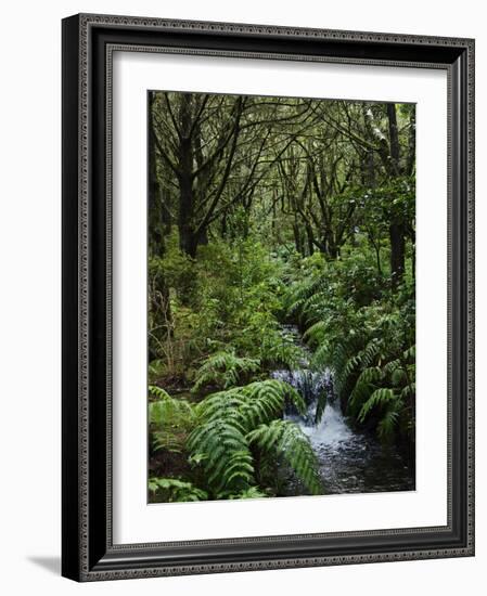 Rainforest, Queimadas, Madeira, Portugal, Atlantic Ocean, Europe-Jochen Schlenker-Framed Photographic Print