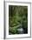 Rainforest, Queimadas, Madeira, Portugal, Atlantic Ocean, Europe-Jochen Schlenker-Framed Photographic Print