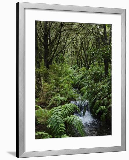 Rainforest, Queimadas, Madeira, Portugal, Atlantic Ocean, Europe-Jochen Schlenker-Framed Photographic Print