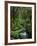 Rainforest, Queimadas, Madeira, Portugal, Atlantic Ocean, Europe-Jochen Schlenker-Framed Photographic Print