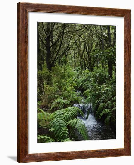 Rainforest, Queimadas, Madeira, Portugal, Atlantic Ocean, Europe-Jochen Schlenker-Framed Photographic Print