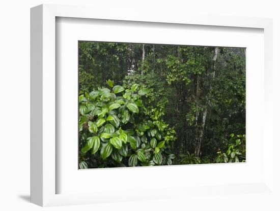 Rainforest Rain Storm, Yasuni NP, Amazon Rainforest Ecuador-Pete Oxford-Framed Photographic Print