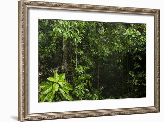 Rainforest Rain Storm, Yasuni NP, Amazon Rainforest Ecuador-Pete Oxford-Framed Photographic Print