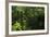 Rainforest Rain Storm, Yasuni NP, Amazon Rainforest Ecuador-Pete Oxford-Framed Photographic Print