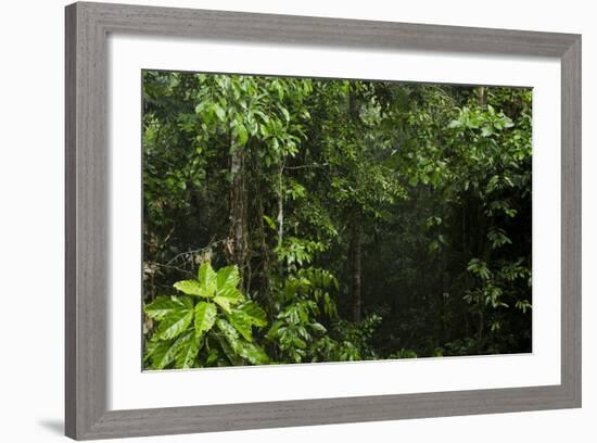 Rainforest Rain Storm, Yasuni NP, Amazon Rainforest Ecuador-Pete Oxford-Framed Photographic Print