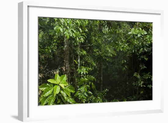 Rainforest Rain Storm, Yasuni NP, Amazon Rainforest Ecuador-Pete Oxford-Framed Photographic Print