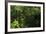 Rainforest Rain Storm, Yasuni NP, Amazon Rainforest Ecuador-Pete Oxford-Framed Photographic Print