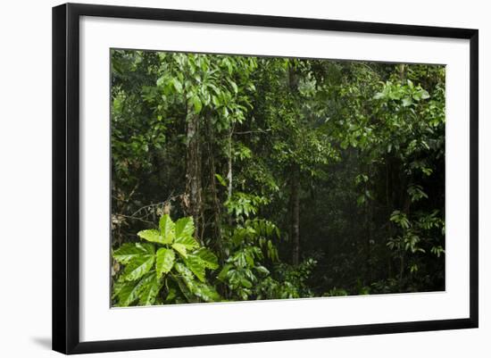Rainforest Rain Storm, Yasuni NP, Amazon Rainforest Ecuador-Pete Oxford-Framed Photographic Print