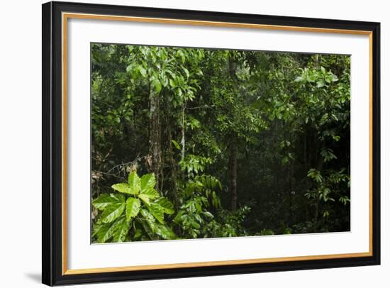 Rainforest Rain Storm, Yasuni NP, Amazon Rainforest Ecuador-Pete Oxford-Framed Photographic Print