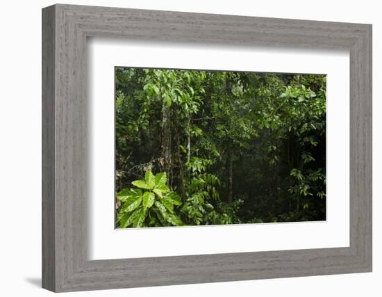 Rainforest Rain Storm, Yasuni NP, Amazon Rainforest Ecuador-Pete Oxford-Framed Photographic Print