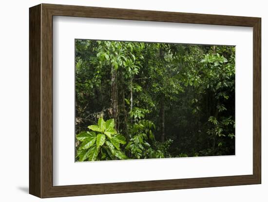 Rainforest Rain Storm, Yasuni NP, Amazon Rainforest Ecuador-Pete Oxford-Framed Photographic Print