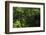 Rainforest Rain Storm, Yasuni NP, Amazon Rainforest Ecuador-Pete Oxford-Framed Photographic Print