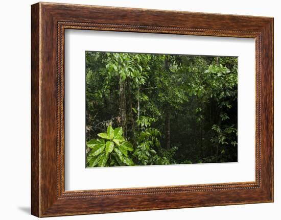 Rainforest Rain Storm, Yasuni NP, Amazon Rainforest Ecuador-Pete Oxford-Framed Photographic Print