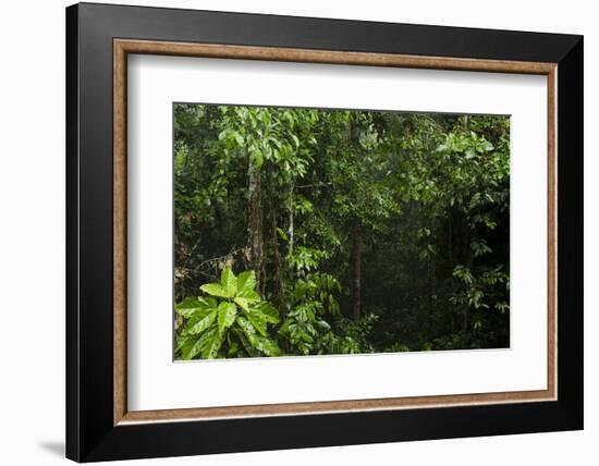 Rainforest Rain Storm, Yasuni NP, Amazon Rainforest Ecuador-Pete Oxford-Framed Photographic Print